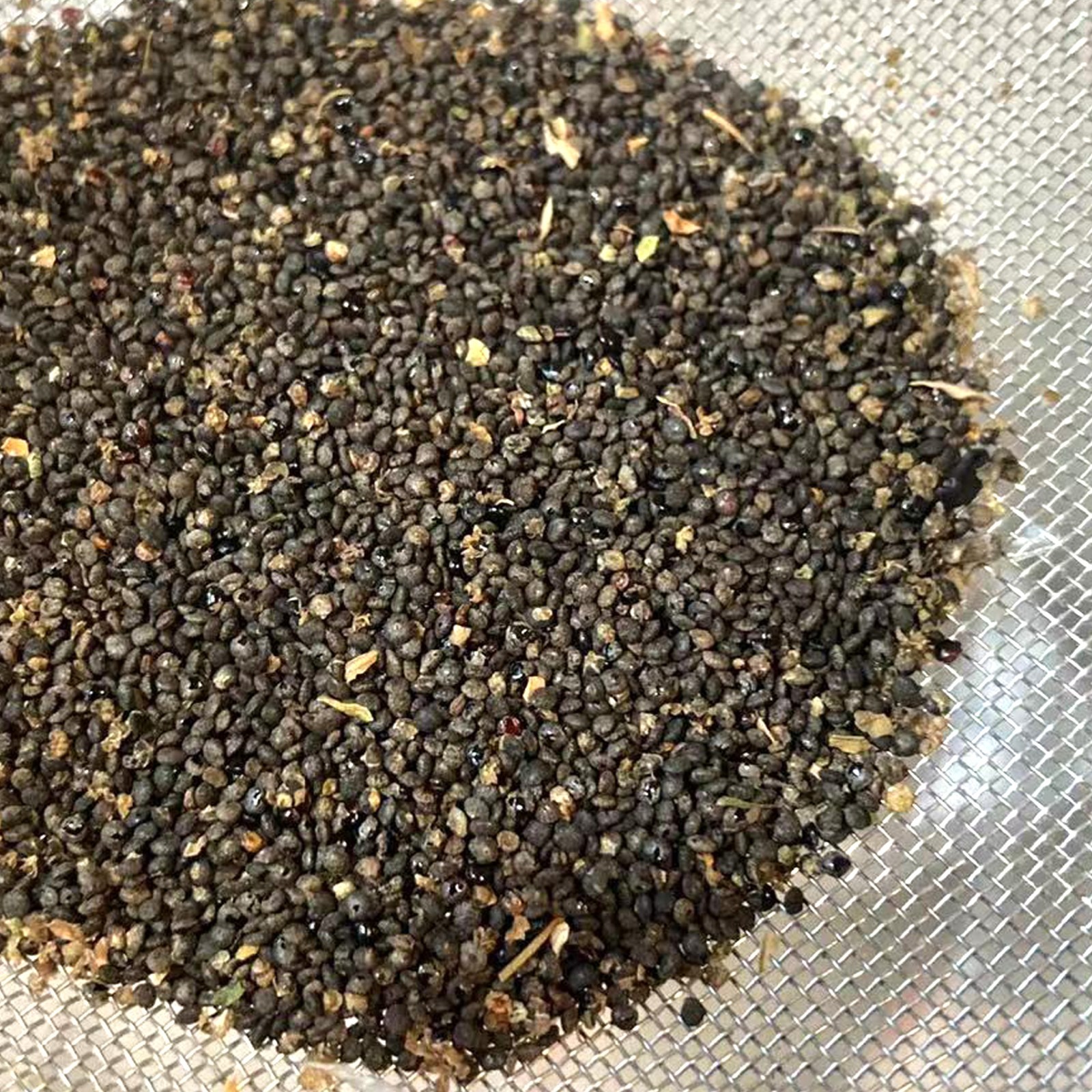 October 2025 Organic Lamb’s Quarters Seeds Goosefoot, wild spinach, lambsquarter