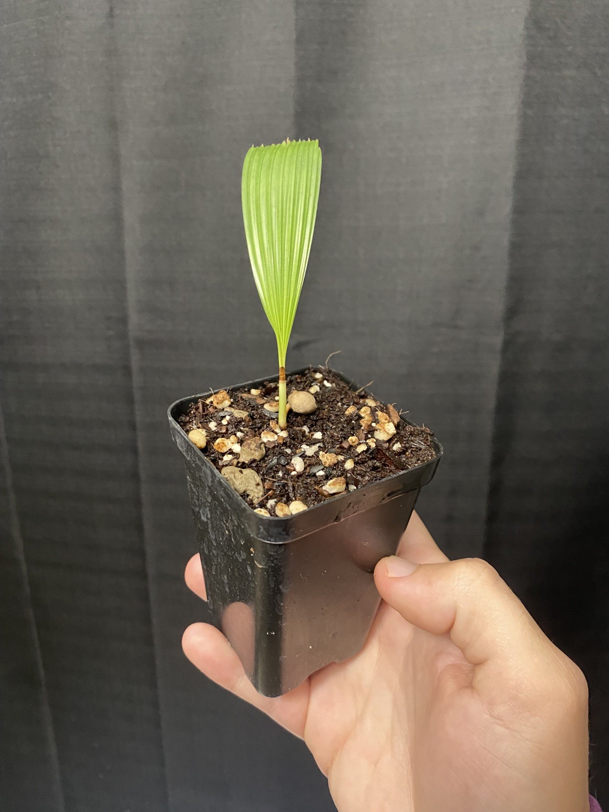 Lanonia Dasyantha “Vietnamese Paradise Palm” *Rare*