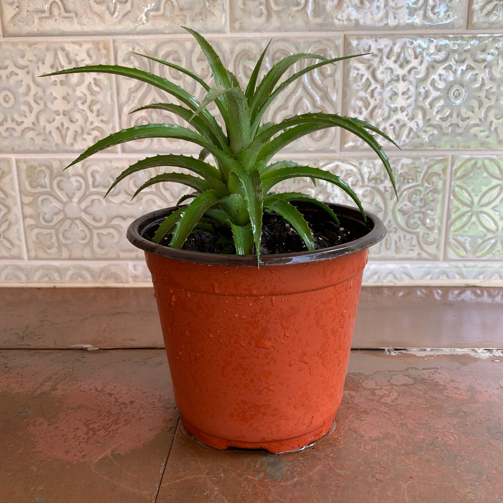 Miniature Ornamental Pineapple – FREE SHIPPING – Ananas Nanus – 6″-8″