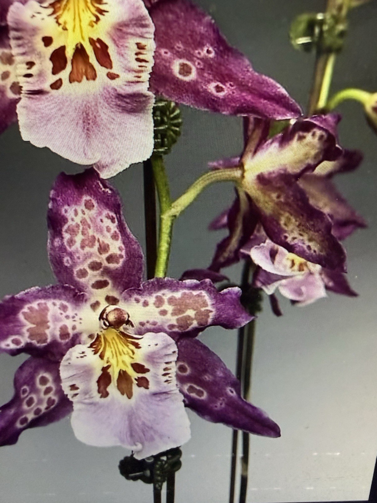 ORCHID Plants 20 Onciduim bulbs $1 each 20 minimum not marked br