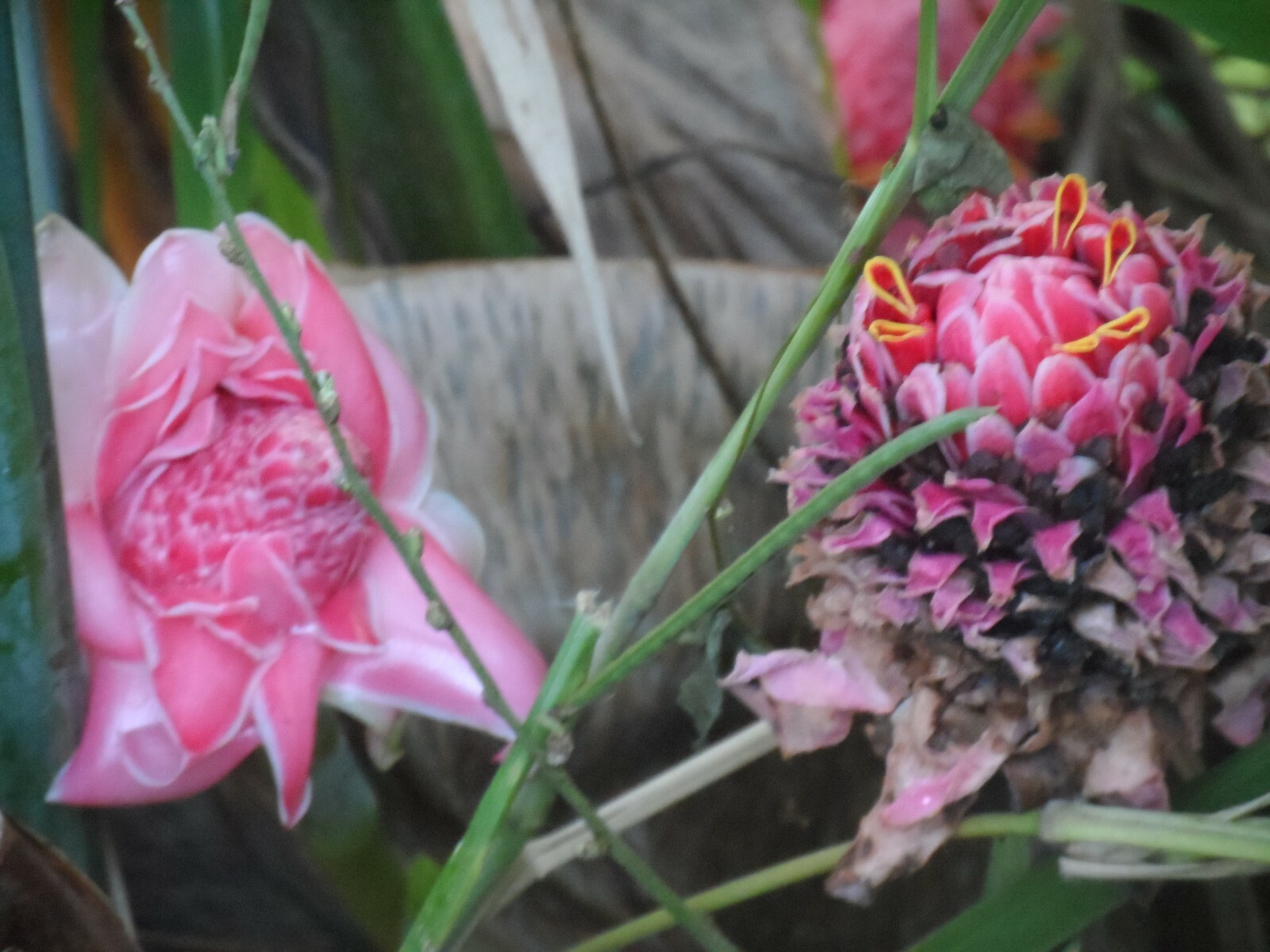1x PINK TORCH GINGER, ETLINGERA LIVE RHIZOME TROPICAL EXOTIC FLOWER, Ships free
