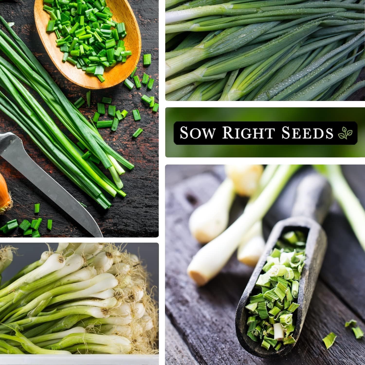 Grow Delicious Heshiko Bunching Green Onions – Mild Flavor & Heirloom Quality