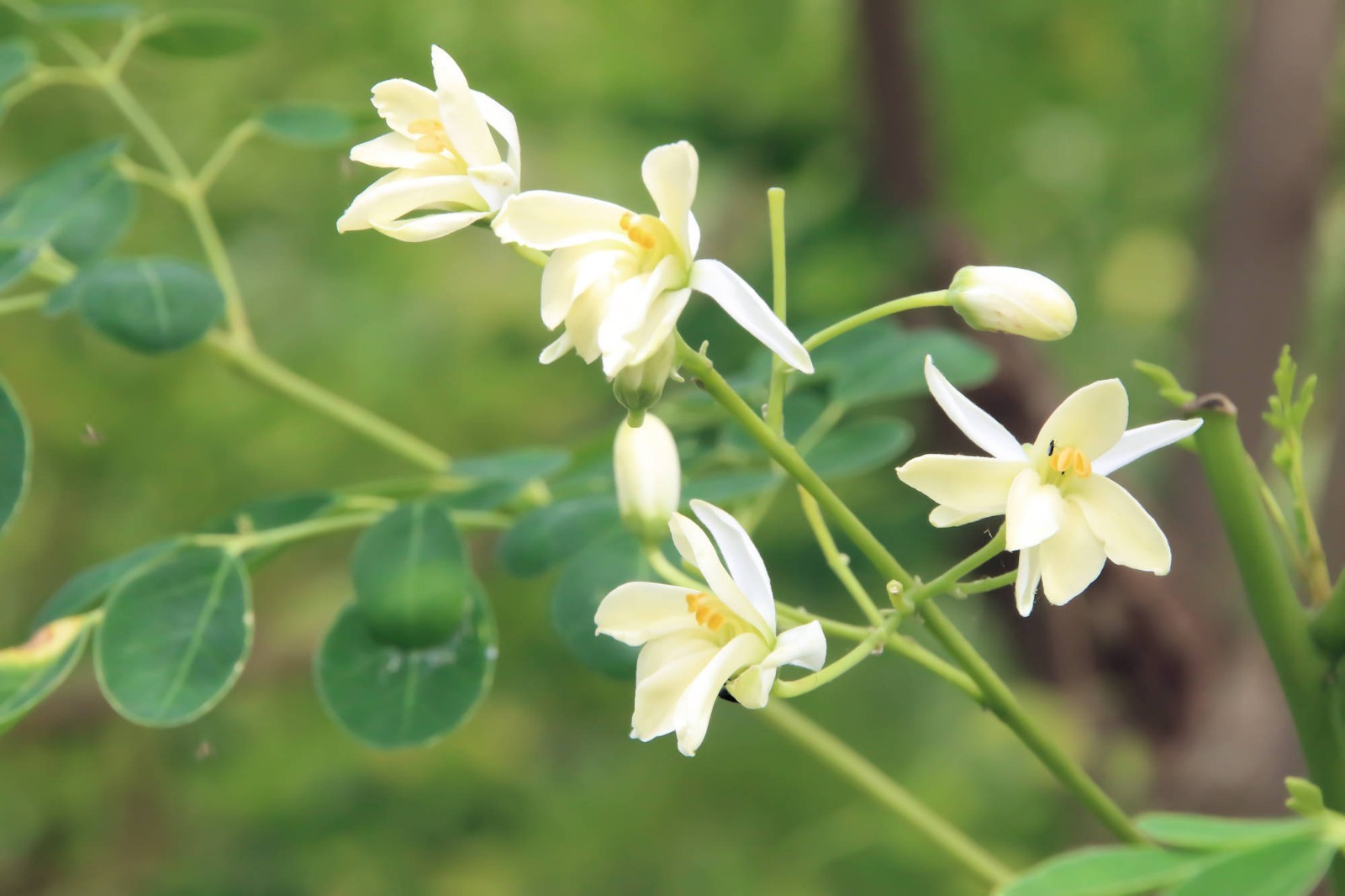 Tropical Seeds -Moringa oleifera PKM 2 -10 Seeds for Planting