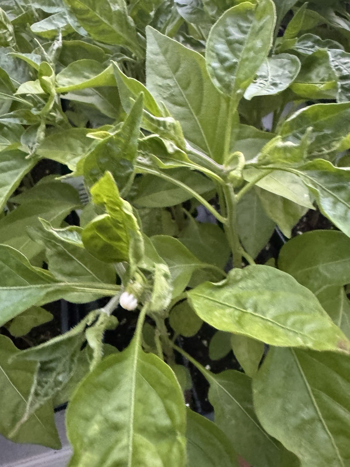 Three (3) Live Sriracha Jalapeño Pepper Plants 8-11” In Bloom Garden