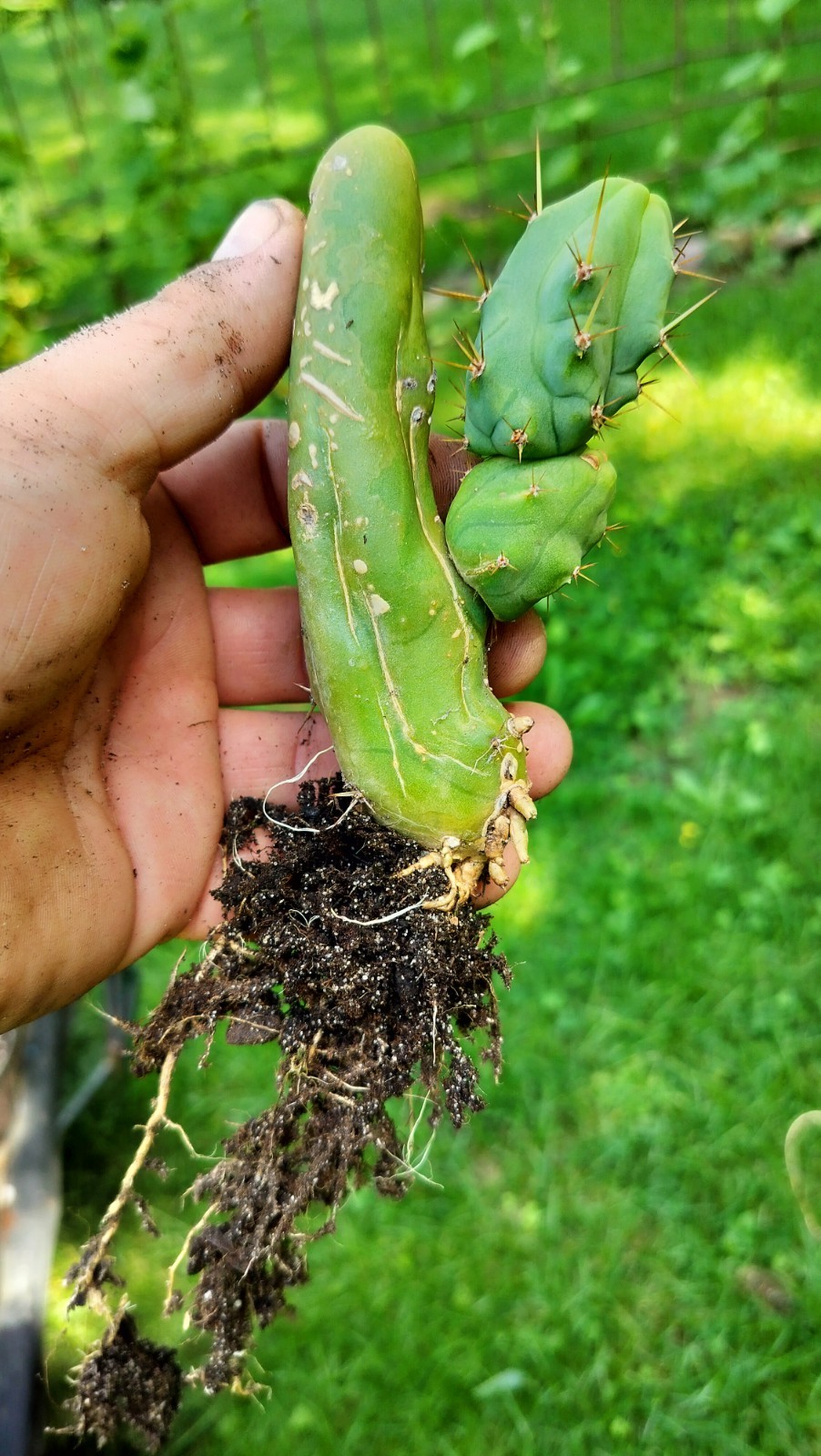 Sacred Cactus – Bridgesii TBM -Short Type- Fully Rooted ( Exact Cactus)