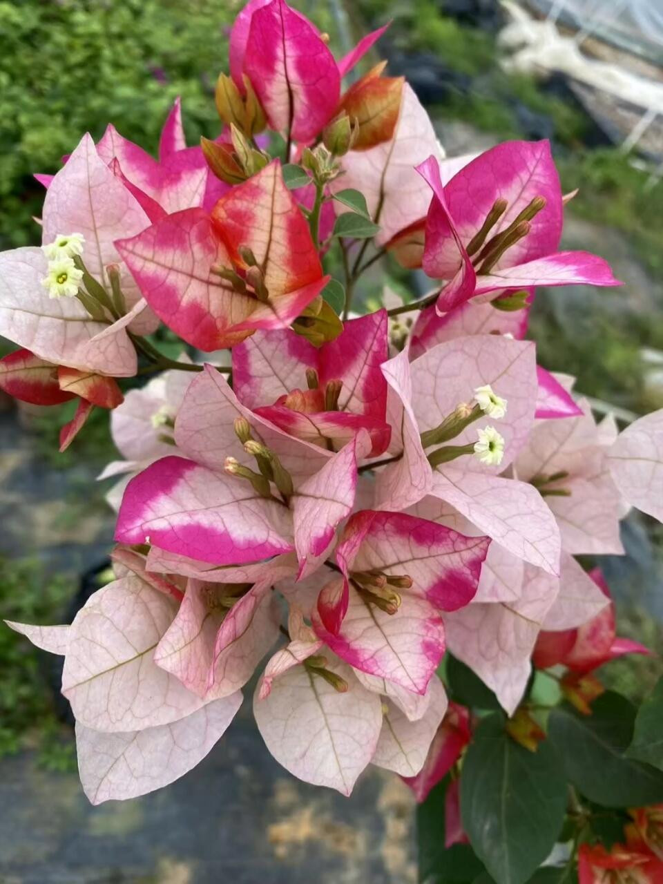 Bougainvillea Marilda’ Live Plant 2 Gal Vine Easy Care Pink Purple White Yellow