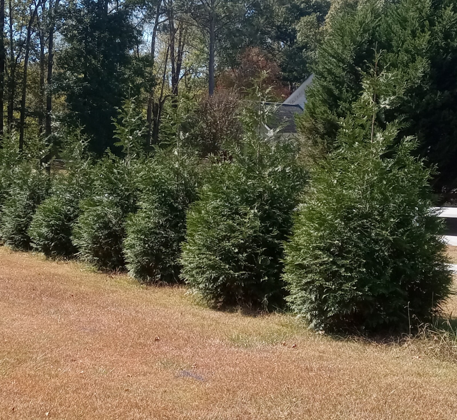 Fast Privacy Trees-Thuja Green Giants