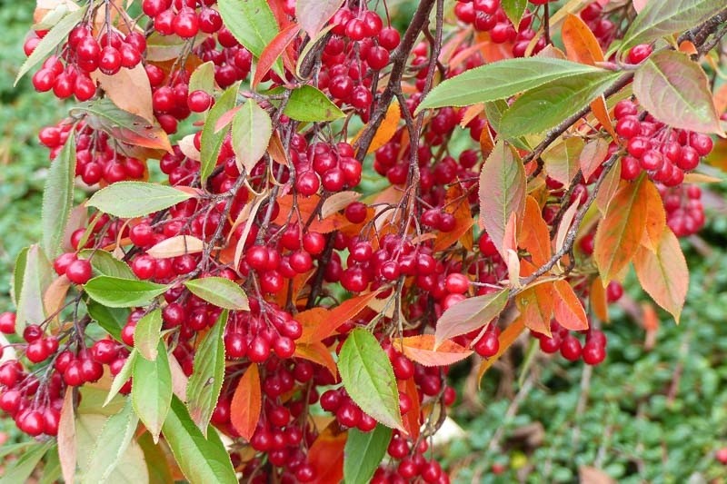 1 Red Chokeberry Aronia arbutifolia 12-24″ Starter Plant Bare Root