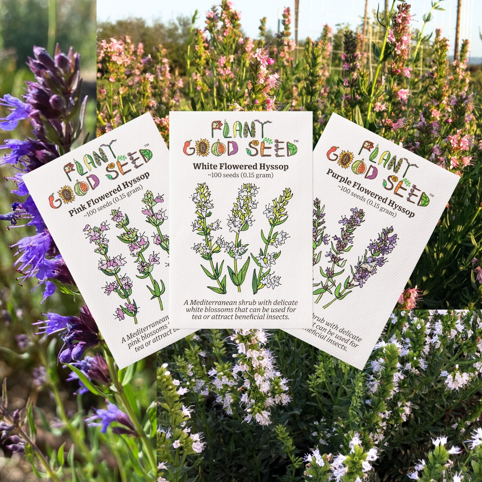 Hyssop Seed Collection-3 packets, Purple, White, Pink Flowers, Certified Organic