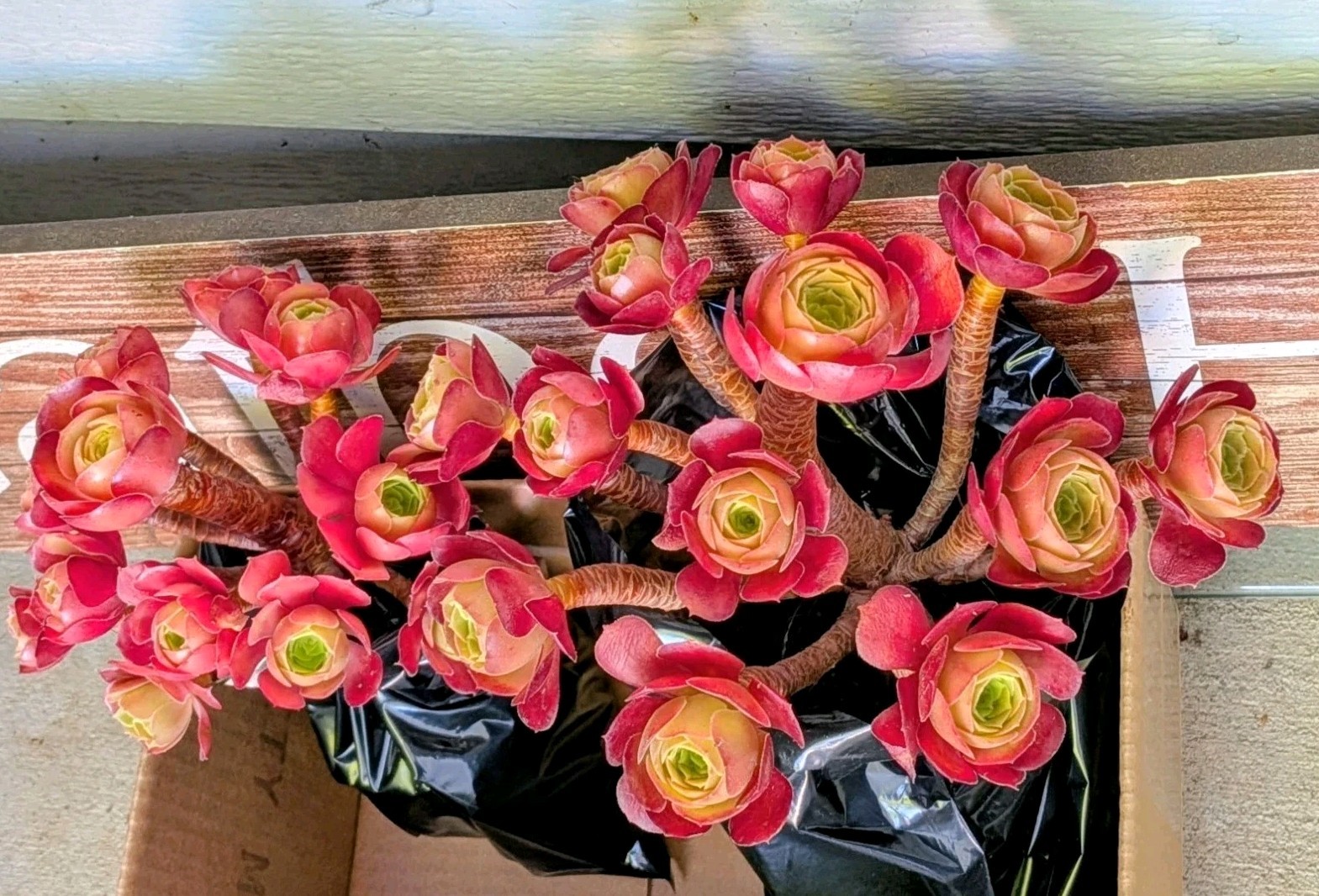 Buy One Get One 20″H~22″H Clustered Roses Aeonium Tree Stumps @Door Pick Up