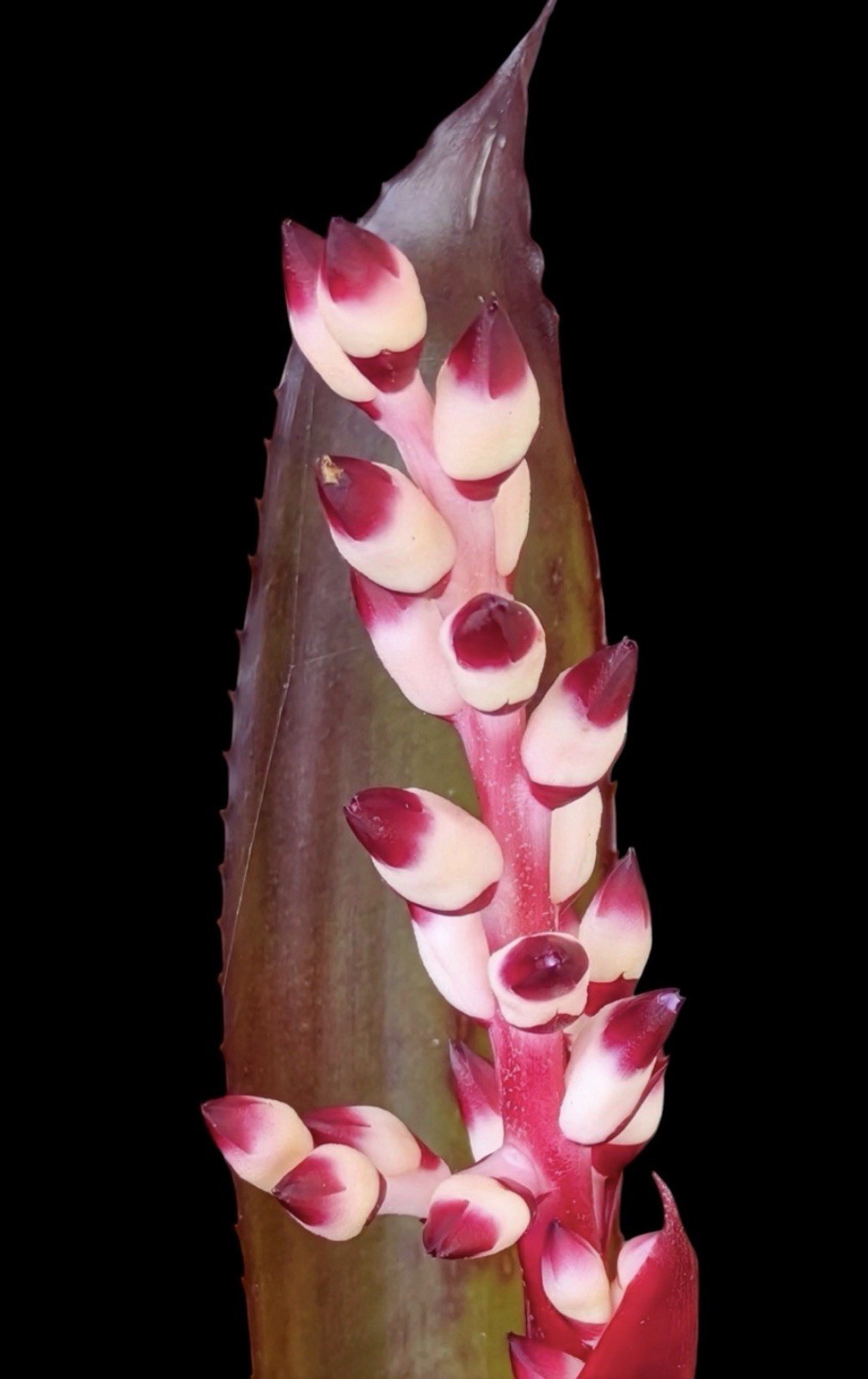 Aechmea ‘Burgundy’ – M.B. Foster 1959 Hybrid – Giant Sun Lover Plant