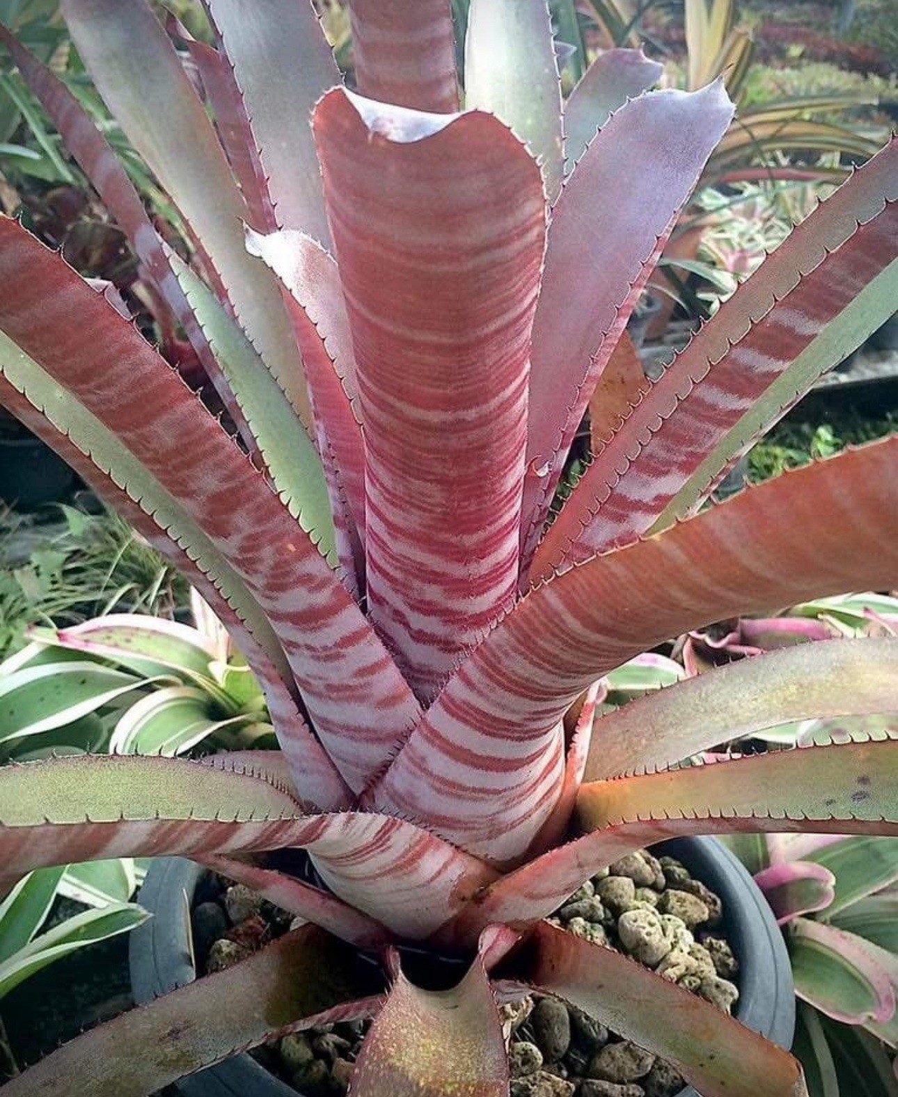 Aechmea ‘ Kau’‘ Bromeliads