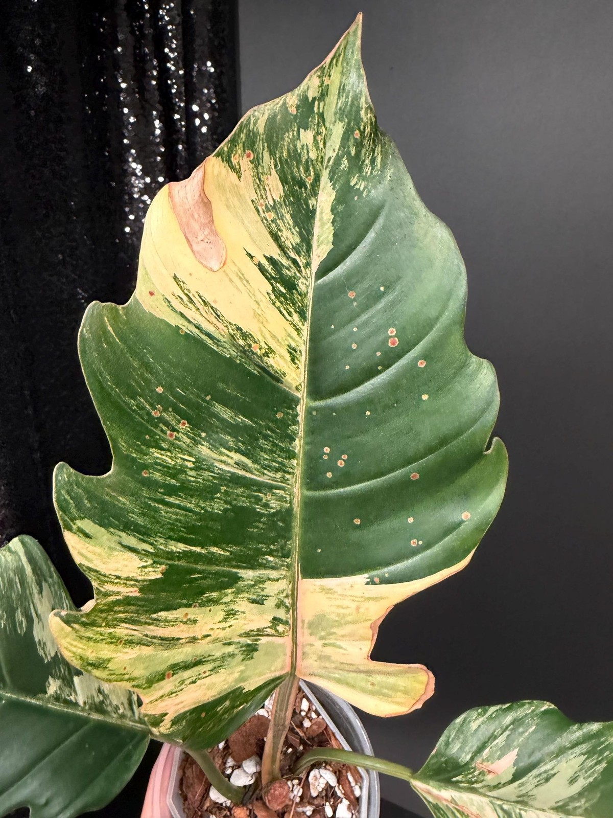 Philodendron Caramel Marble Variegated, Exact Botto Cutting, US Selle