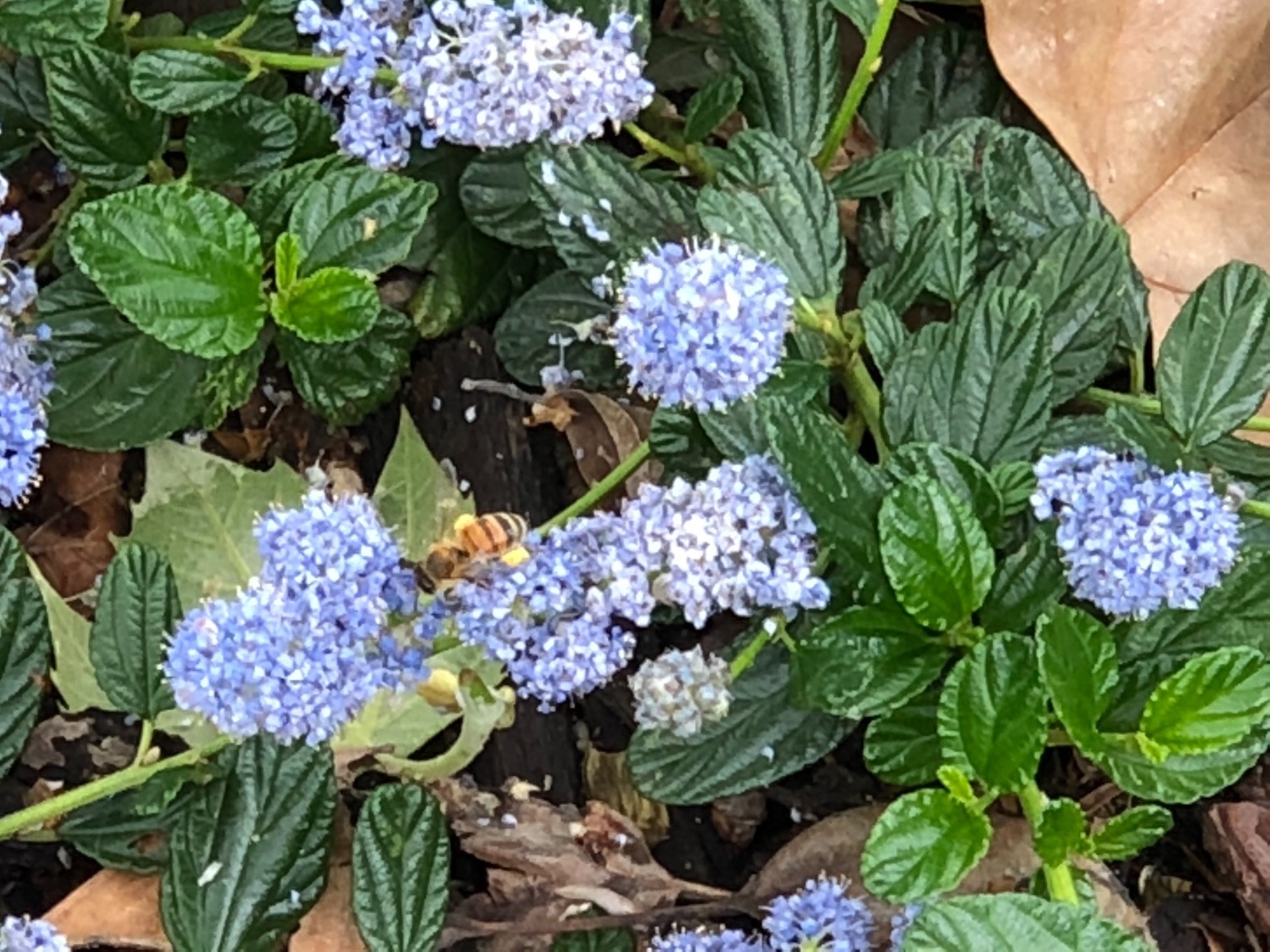 Organic Live California USA Lilac (Ceanothus Horizontalis) Cuttings
