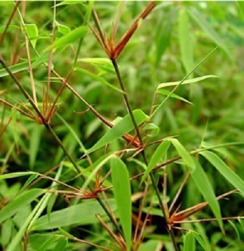 Fargesia ‘Rufa’,Sunset Glow clumping bamboo non running, great hedge or specimen
