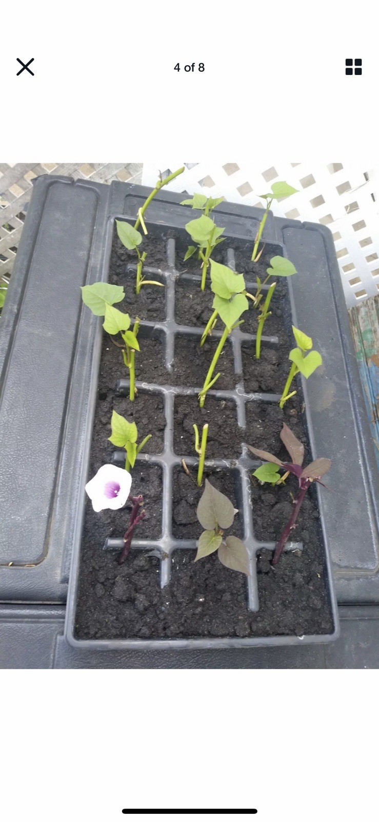 20 Slips Sweet Potato Slips Cutting Vines Ready To Plant