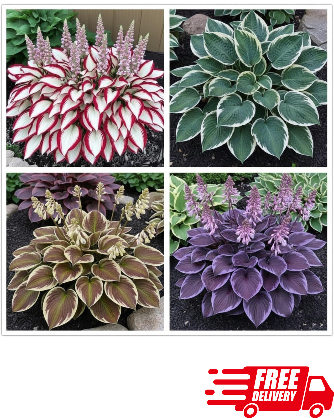 100+ Hosta Seeds Mixed Colors Rare Perennial Shade-Loving Plants Garden Patio