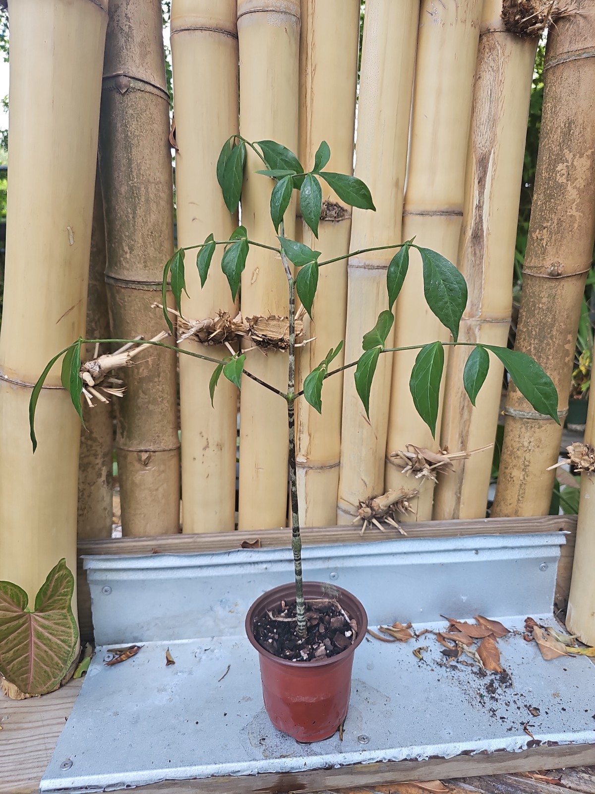 XL Gonatopus boivinii Giraffe’s Knee unusual tuberous Aroid PLANT Araceae 31″