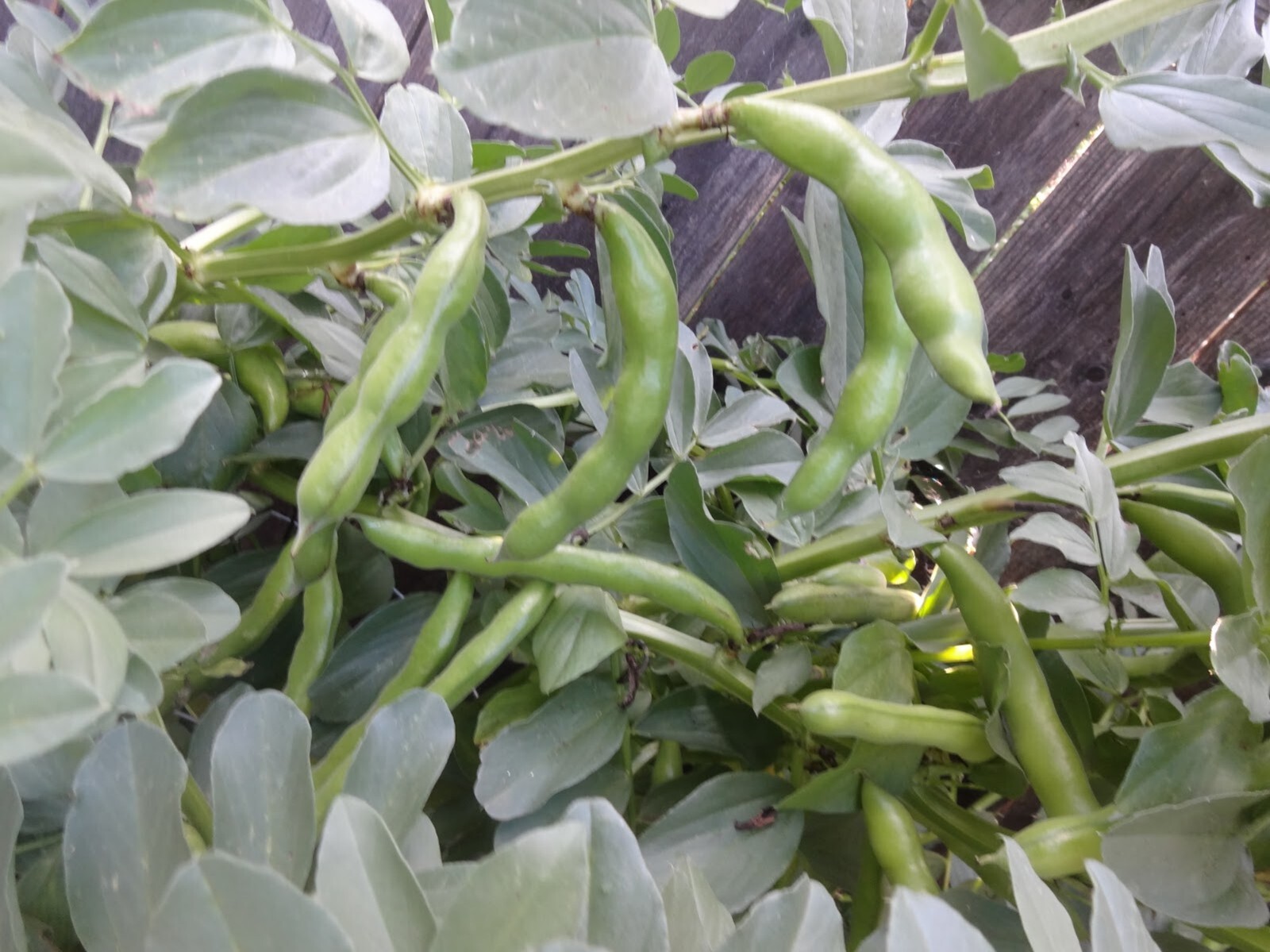 Organic Fava Bean {Vicia faba} Fast Growing | 15 seeds Free Shipping!