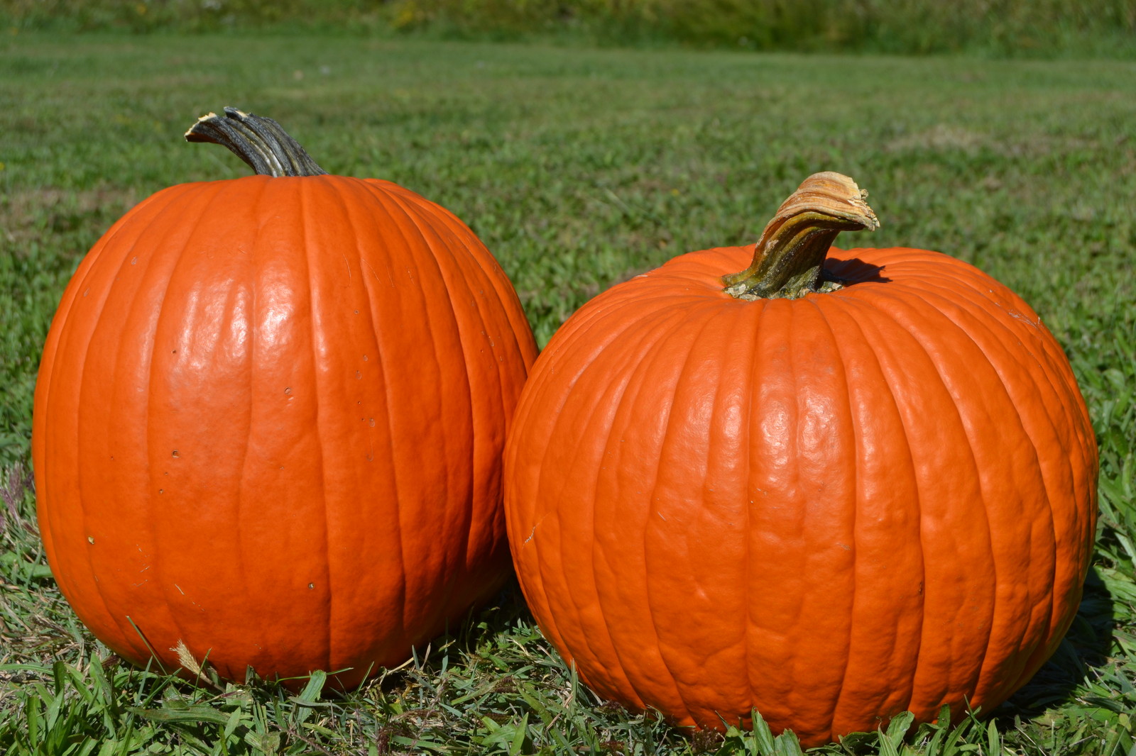 Big Max Pumpkin Seeds, (up to 100 pounds), Cucurbita pepo