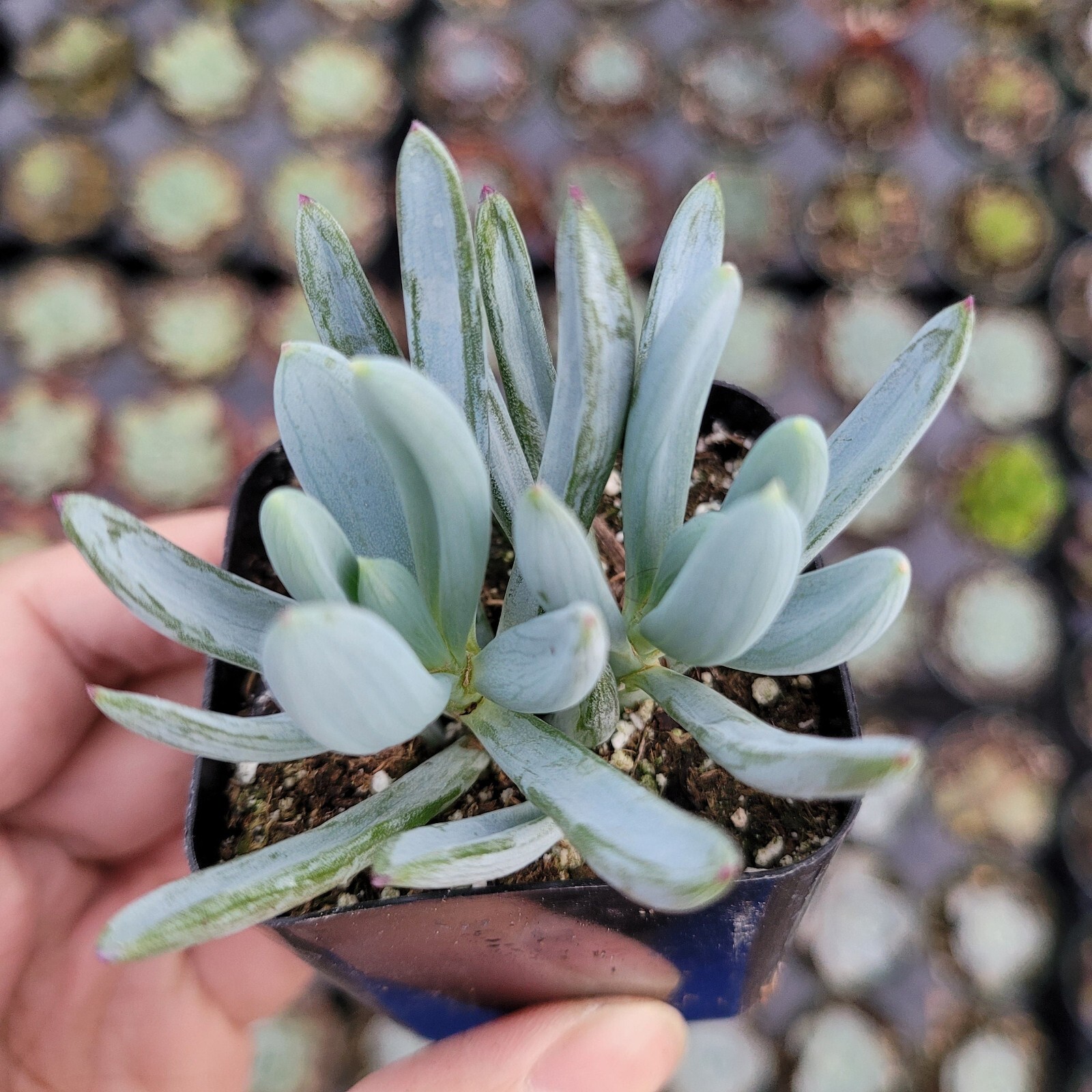 Senecio Serpens ‘Blue Chalk Sticks’ Live Plant – Succulent 2 Inches (Potted)