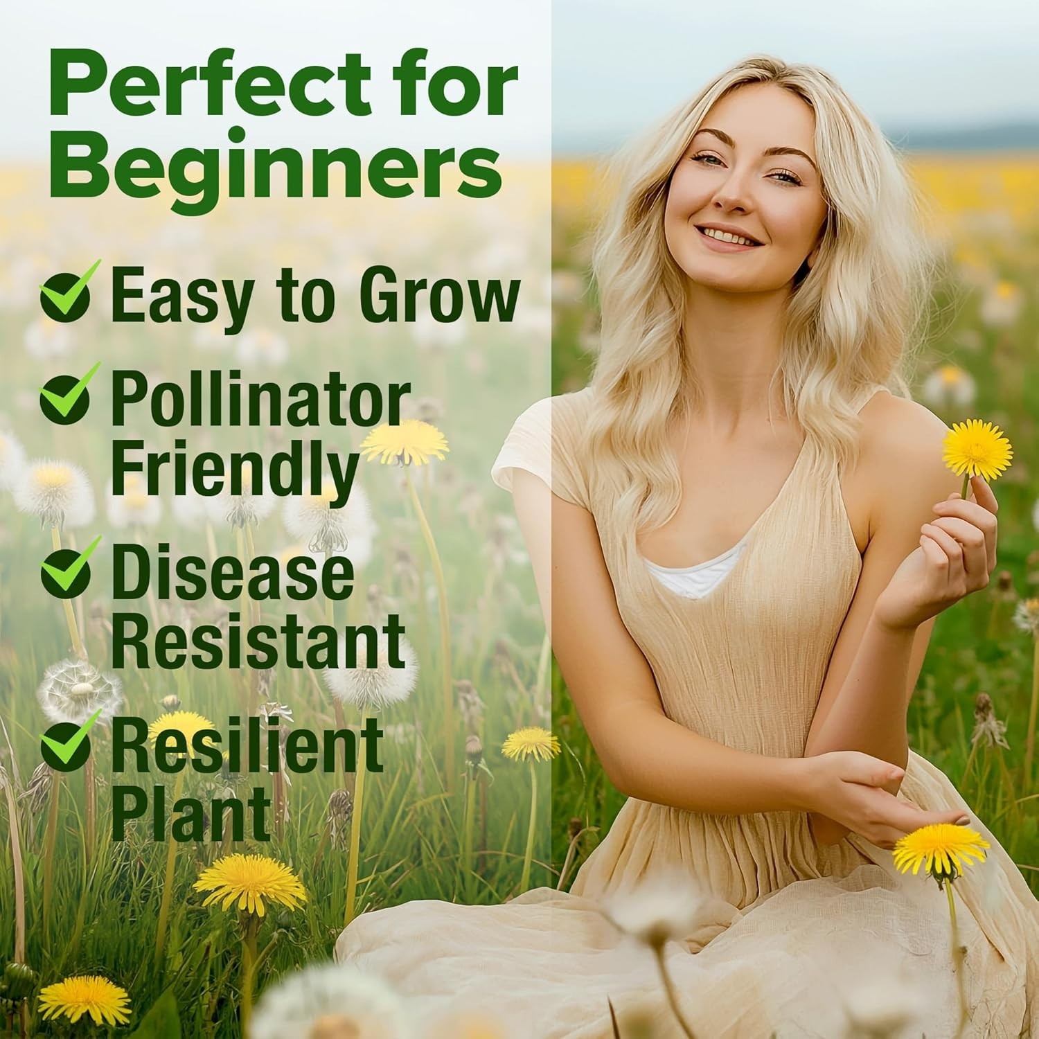 Heirloom Dandelion Seeds (600 Non-GMO) – Thrives in Zones 2-11, Includes Guide