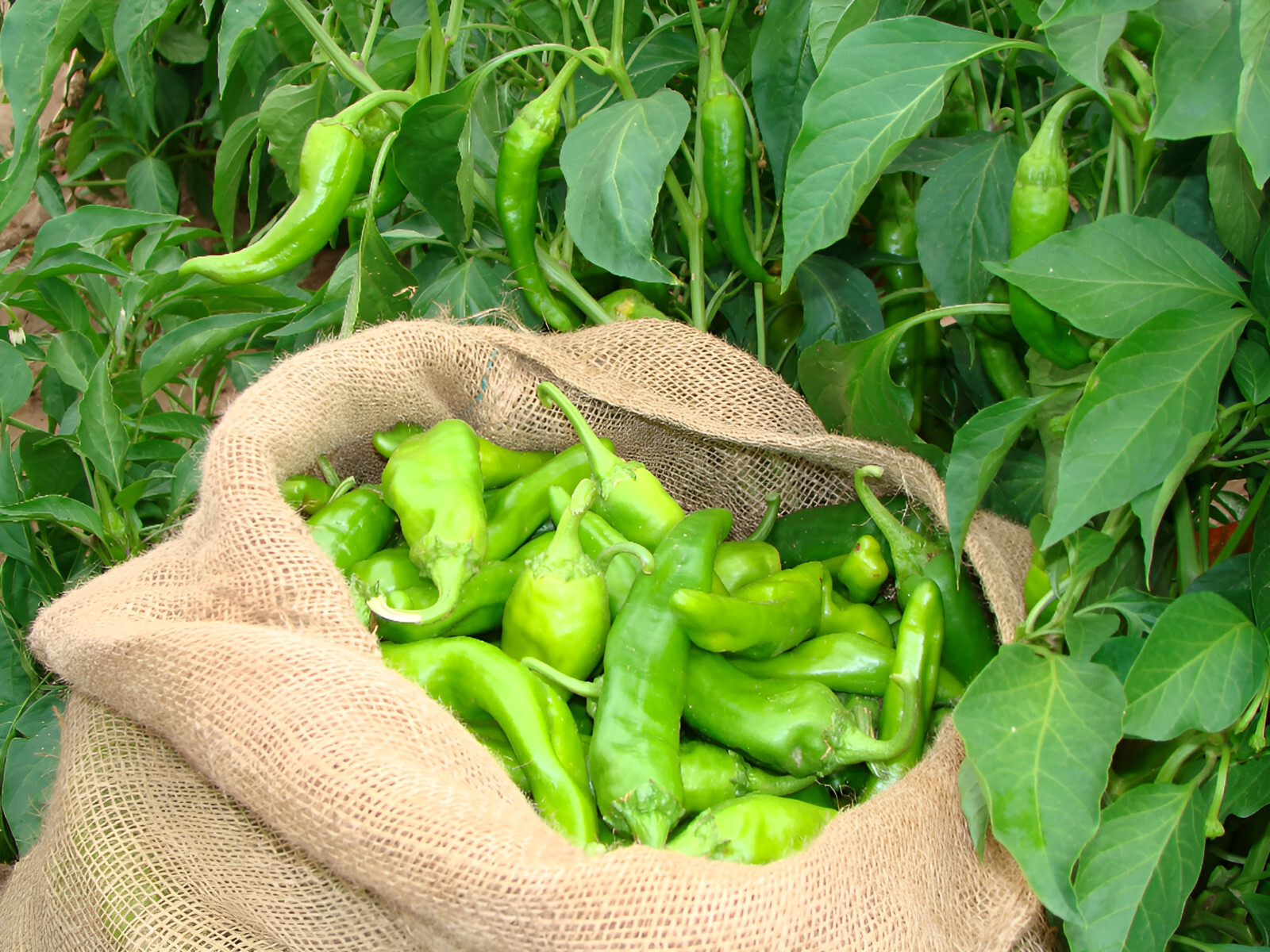 100 Heirloom NuMex Ms. Junie Hatch Chile Pepper Seeds – Sweet & Heat 9000shu