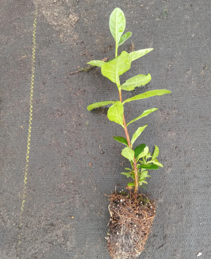 Pineapple Guava Live Plant – 4-6″ Tall – Edible Tropical Fruit & Ornamental Ever
