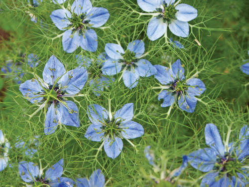 Black Cumin Seeds – Nigella sativa Seeds – Culinary Plant – Multiple Quantities