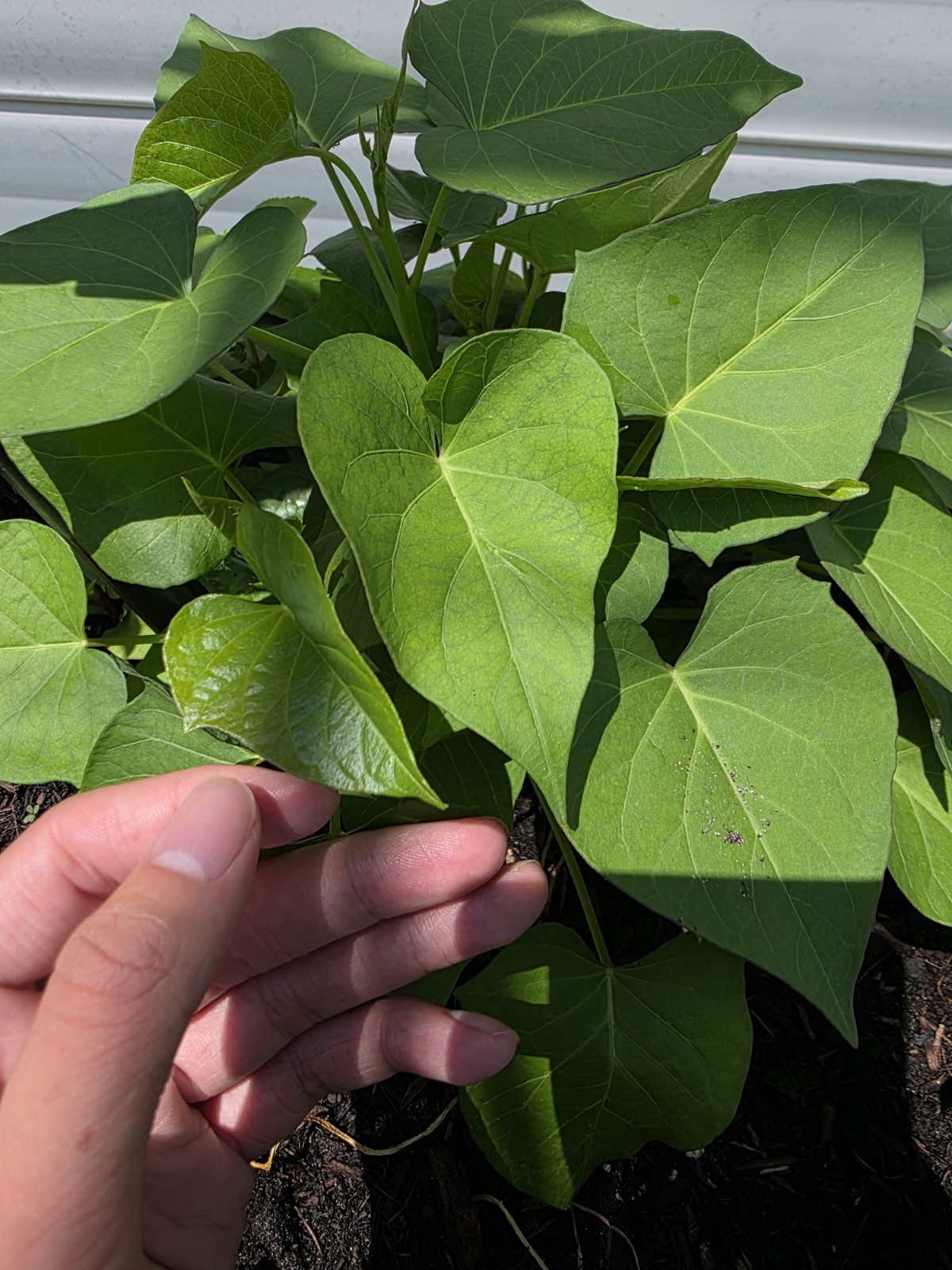 10 Rooted Sweet Potato Slips Mix – 5 Okinawa Hawaiian + 5 Korean Yellow Goguma