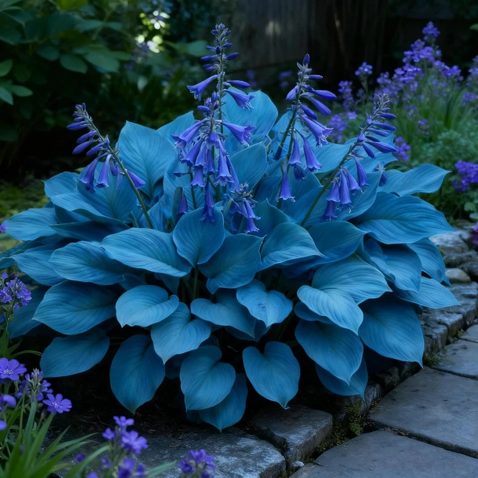 (( 4,000 )) Heirloom Seeds BLUE HOSTA NON GMO Garden Plant Perennials ZONE 3-9