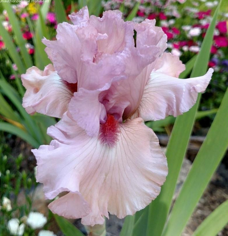 PICK YOUR BEARDED IRIS – CHOOSE FROM 100+ DIFFERENT VARIETIES! BULBS RHIZOMES