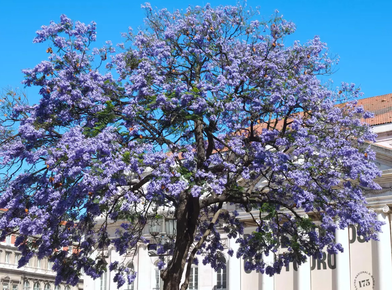 3 x Blue Jacaranda Tree! Jacaranda mimosifolia – Live Plant in 3″ Pot 6-8″ Tall