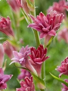 LOVE Double Polianthes Tuberose Bulbs – US Seller