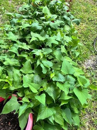 15 Beauregard Sweet Potato Slips Organic Orange Flesh Variety – Khoai Lang