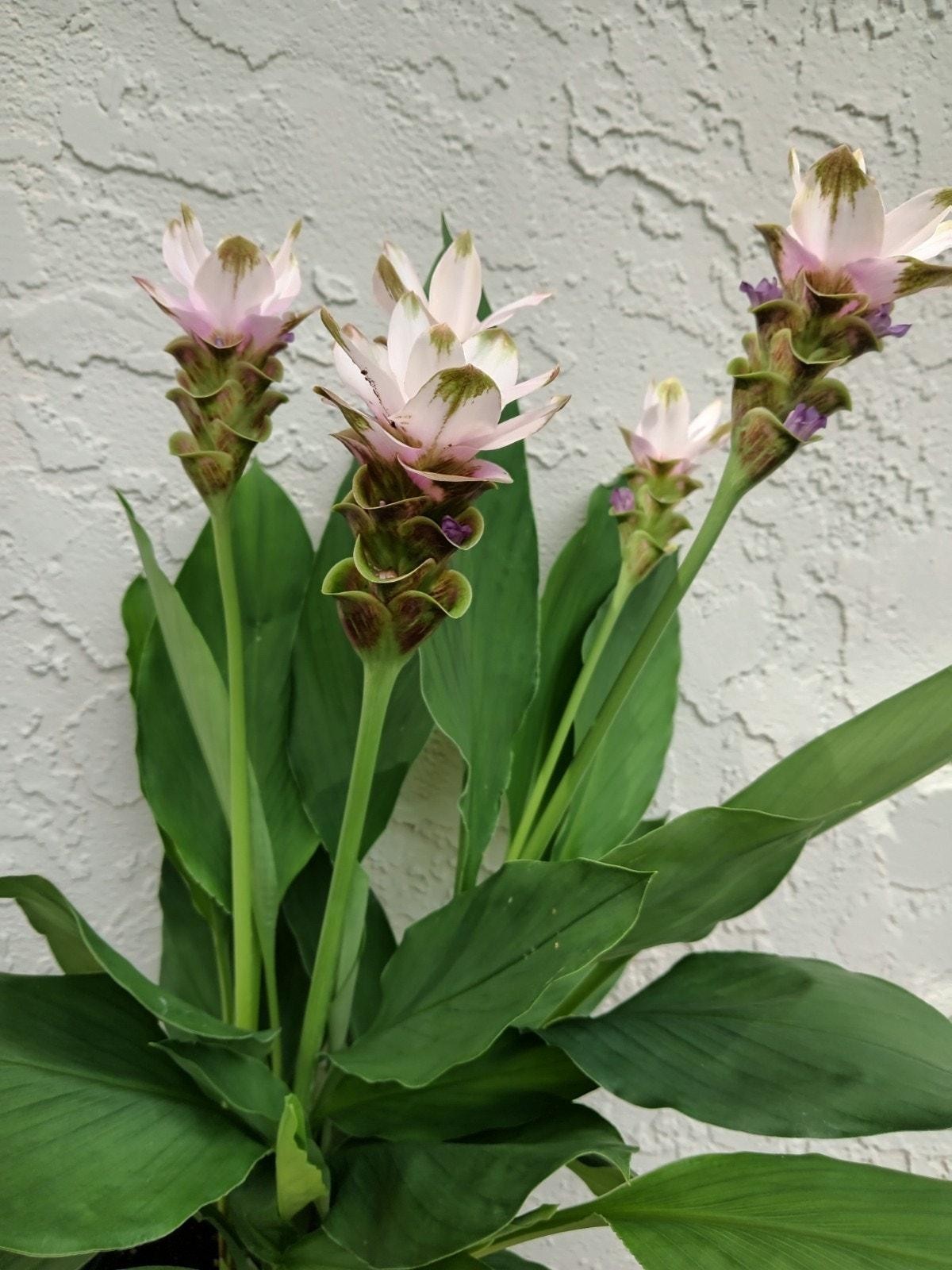 6x Curcuma Alismatifolia -BAREROOT Large WHITE Siam Tulip – Ginger Summer Tulip