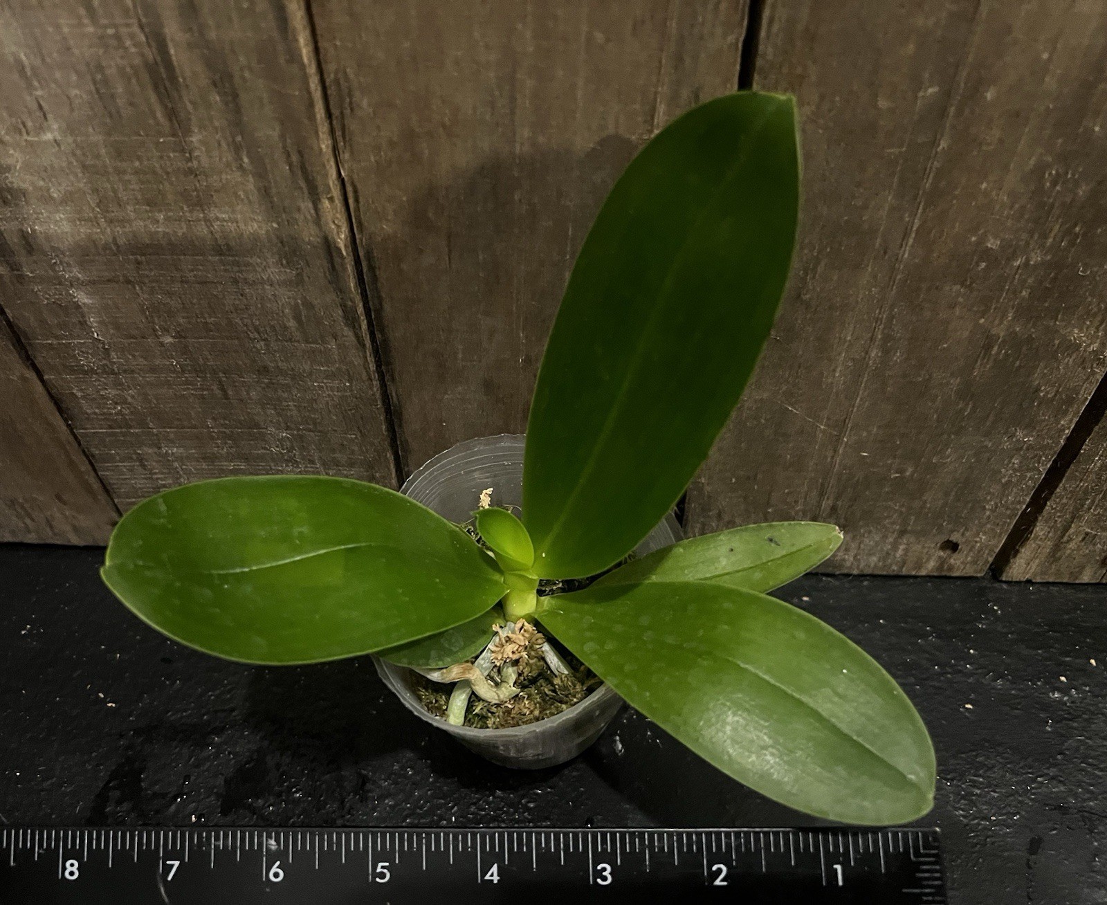 Phal. Yaphon Black Rose, Mericlone, Blooming Size, FREE Shipping
