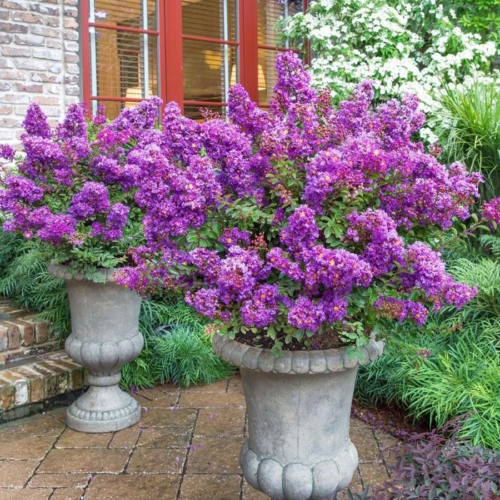 1 Purple Crape Myrtle 12-18″ Bare Root Starter Plant