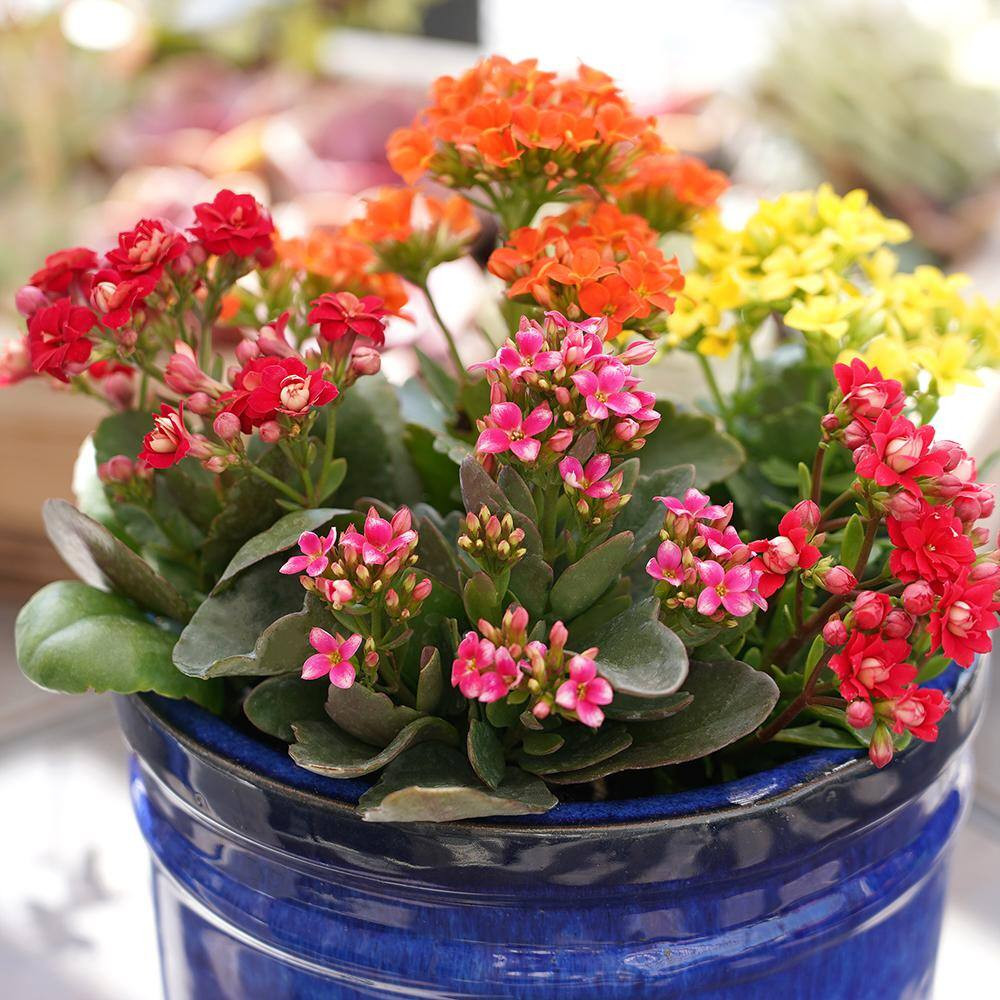 3-Pack 2.5 In. Kalanchoe Blossfeldiana Live Succulents in Assorted Colors in Gro
