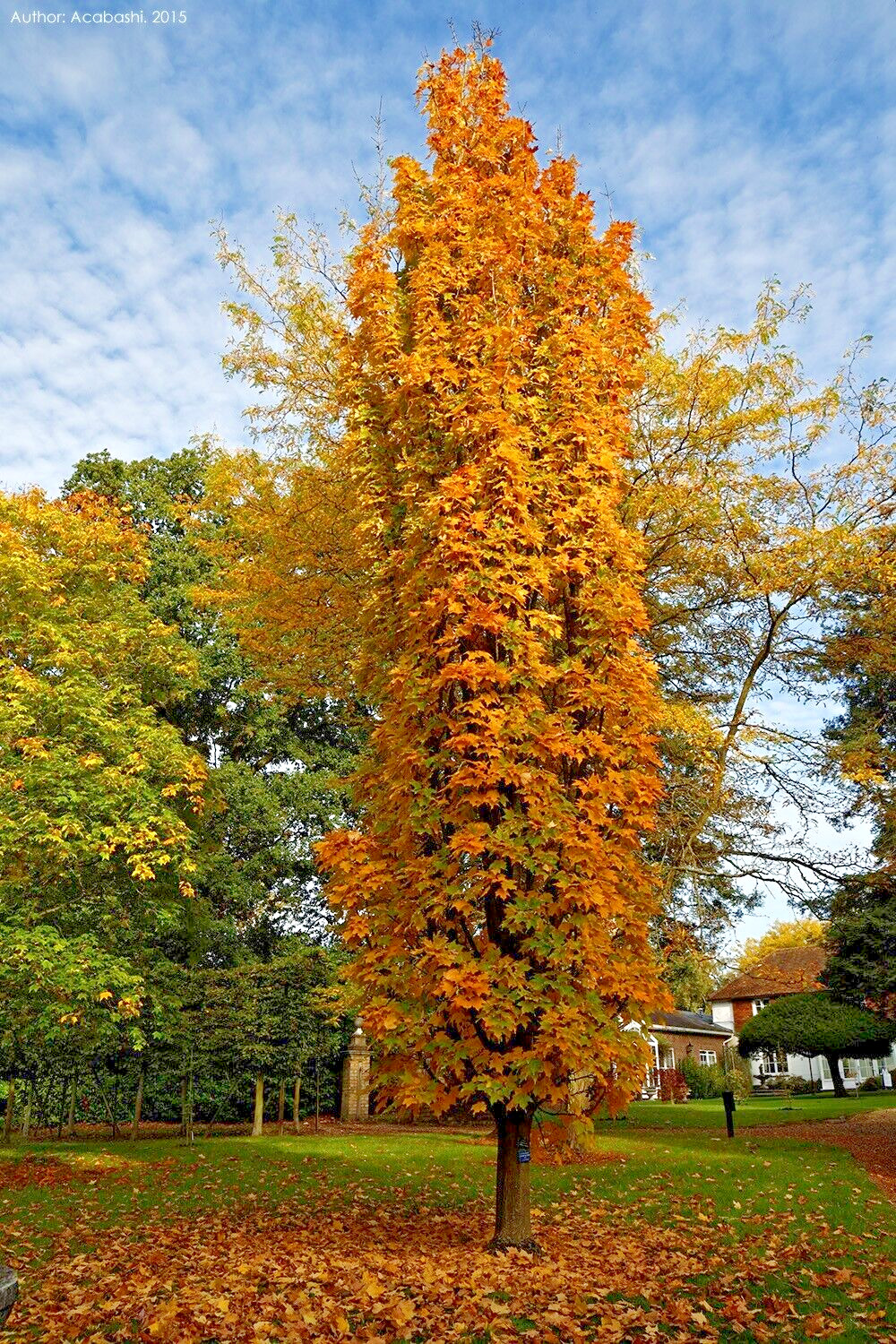 Northern Sugar Maple Tree | Premium Seeds | Acer saccharum ‘Fall’ | Plants’®