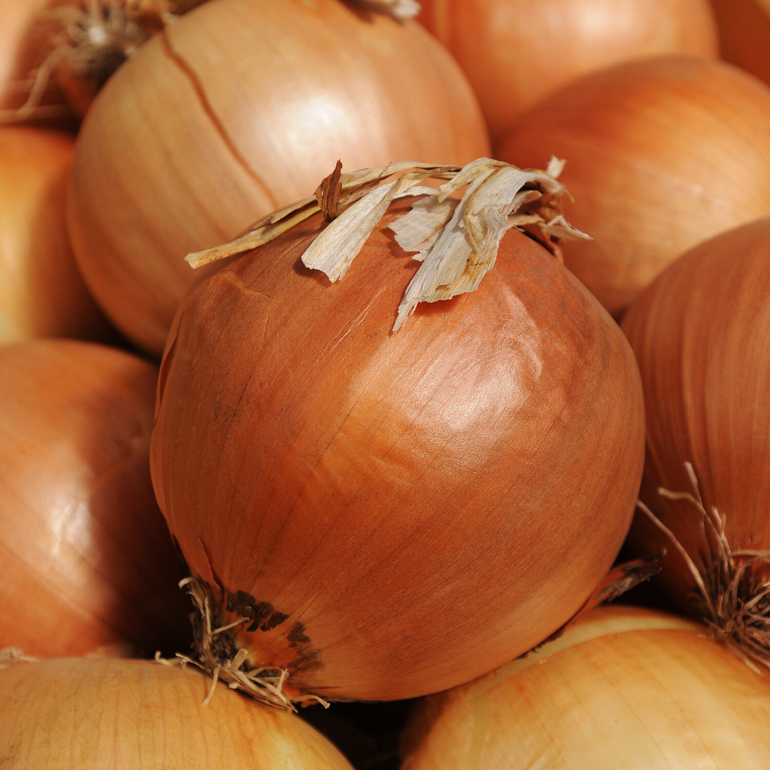 ONION SEEDS 250+ YELLOW SWEET SPANISH allium VEGETABLE GARDEN FREE SHIPPING