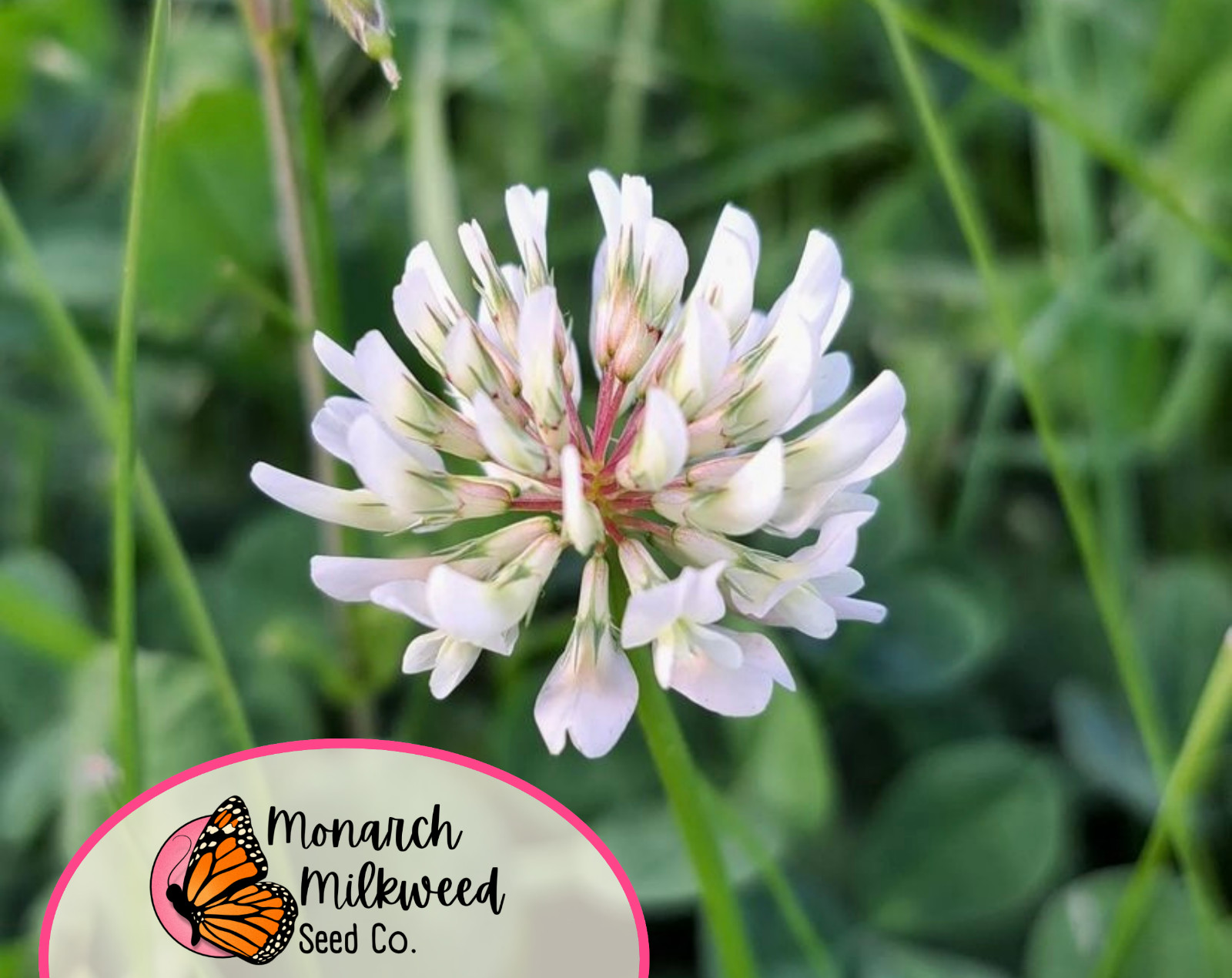 15500+ Ladino Clover Seeds | Flower Garden Seed for Pollinator Bees, Butterflies