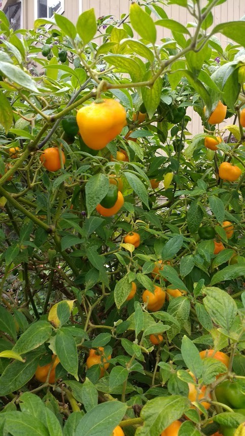 Manzano Pepper Seeds ORANGE (24 seeds per packet) free shipping