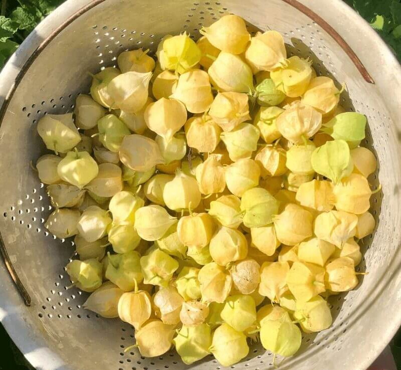 100+ seeds Aunt Molly’s ground cherry/ husk cherries/cape gooseberry-organic