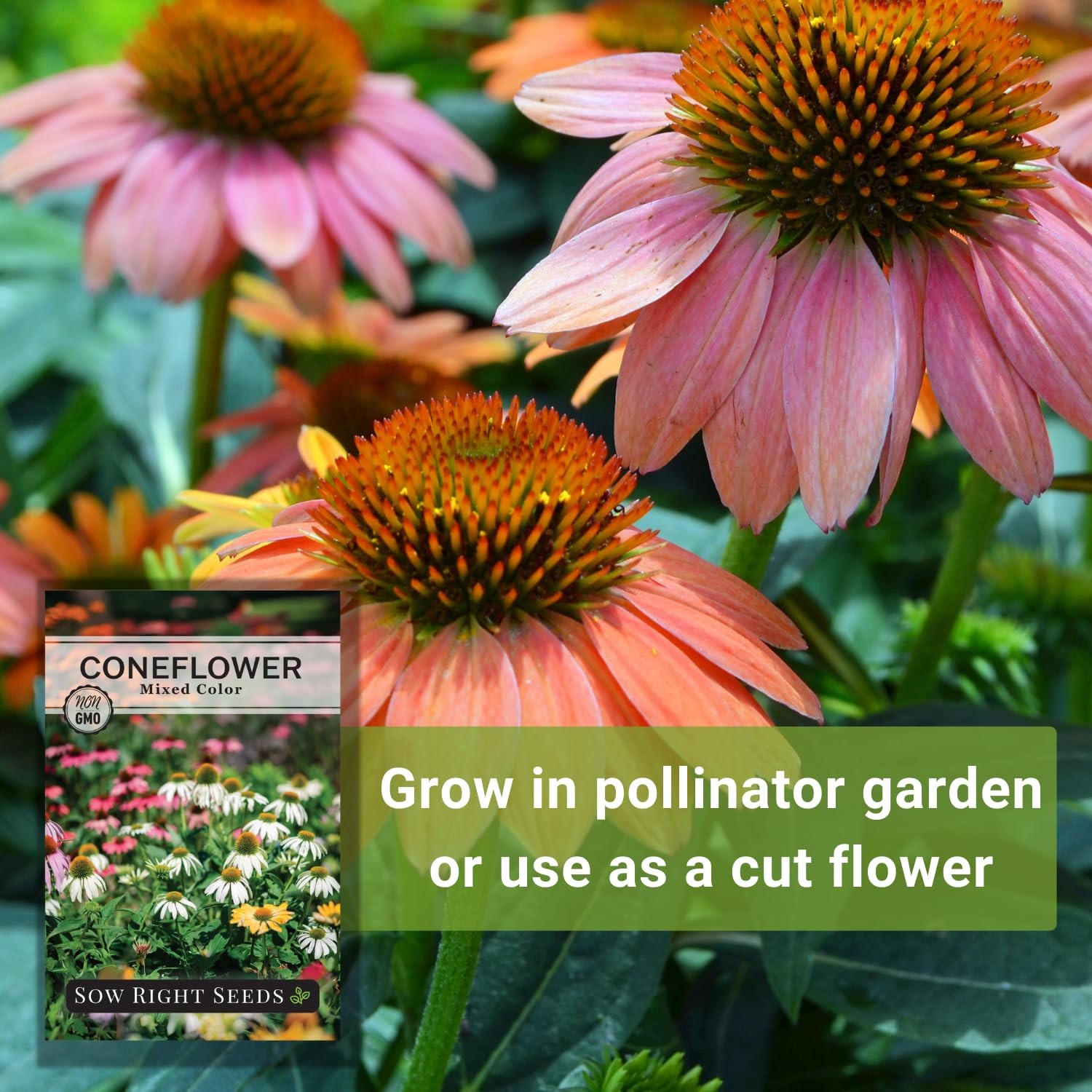 Sow Right Seeds – Mixed Color Coneflower Echinacea for Planting – Mix