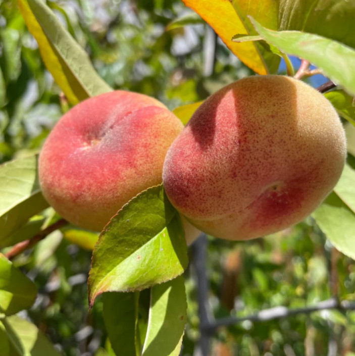 Saturn Peach Plant – 1-2ft Tall – Sweet Flat Donut Peach Tree – Zones 5-8