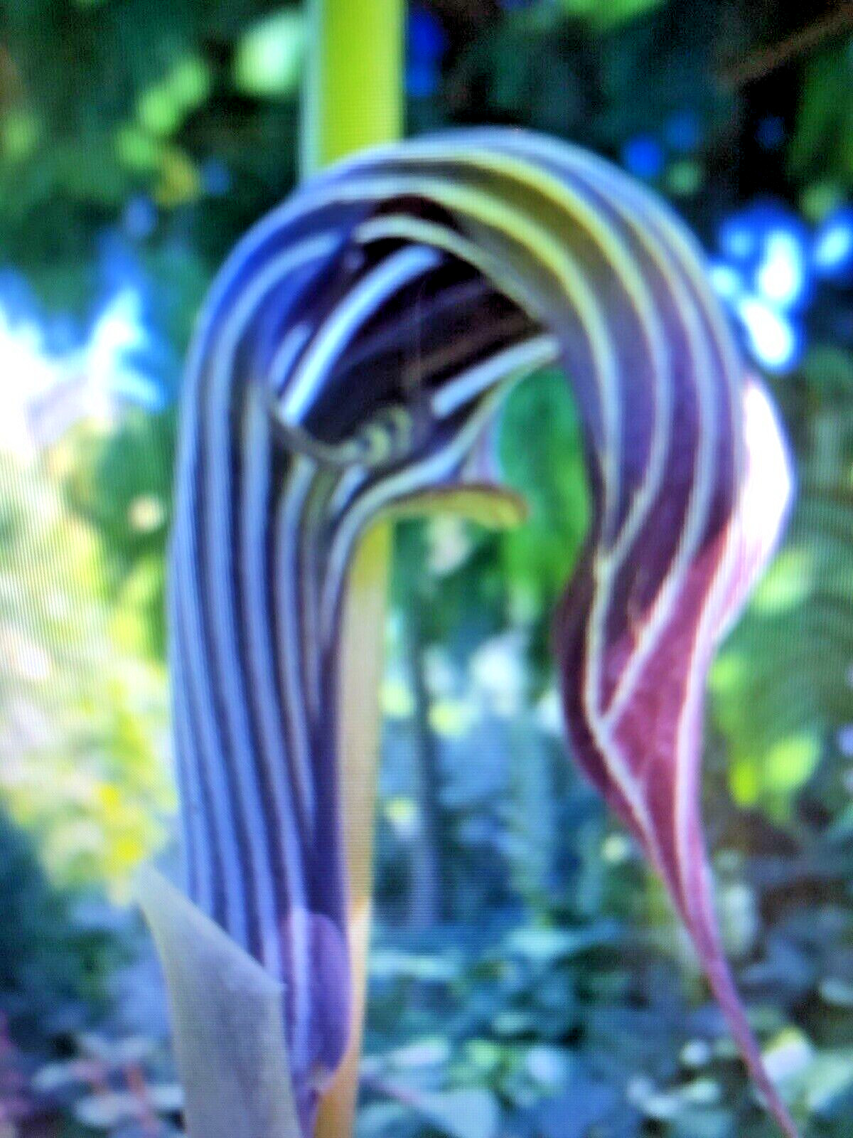 ARISAEMA FARGESII -1 Cobra Lily Bulb with Growing Shoot and Well Developed Roots