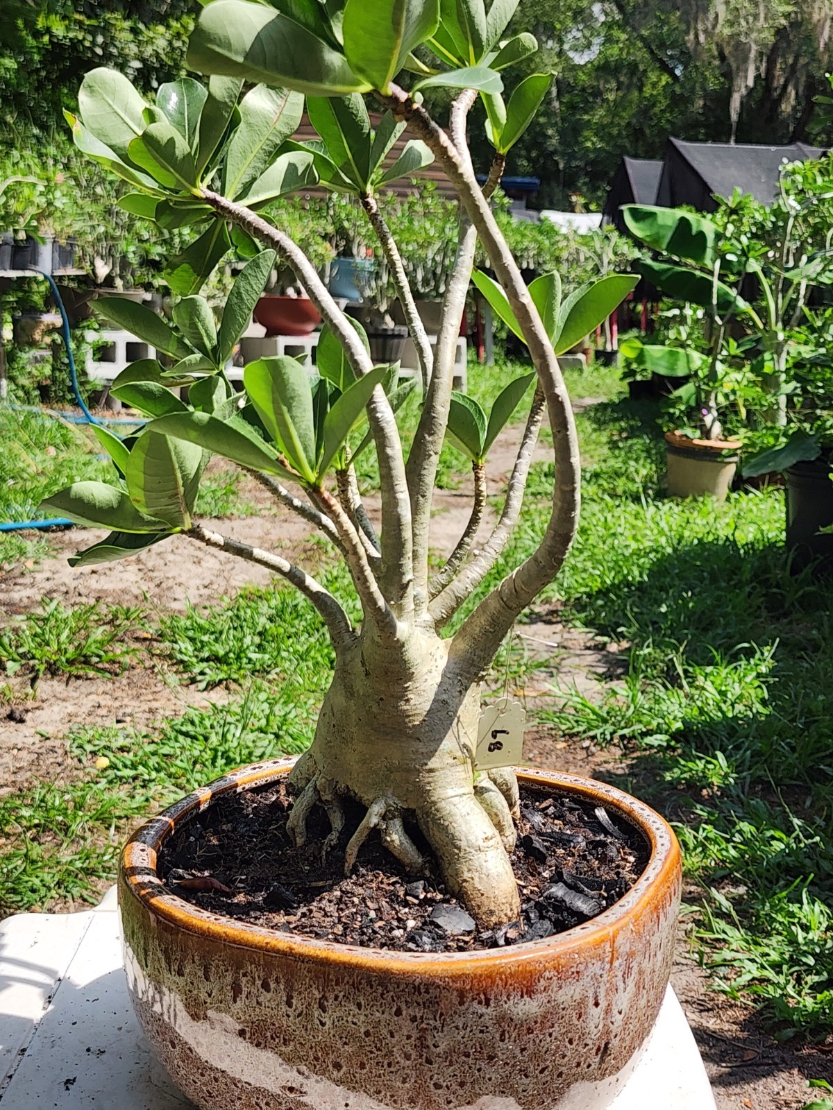 89# Adenium THAI SOKO Desert Rose large / huge . wow with trained roots !