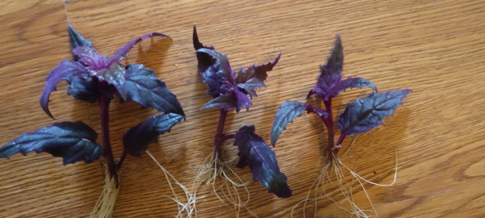 3 x Purple Passion velvet LIVE plants SMALL STARTER PLANT(Gynura Aurantiaca)