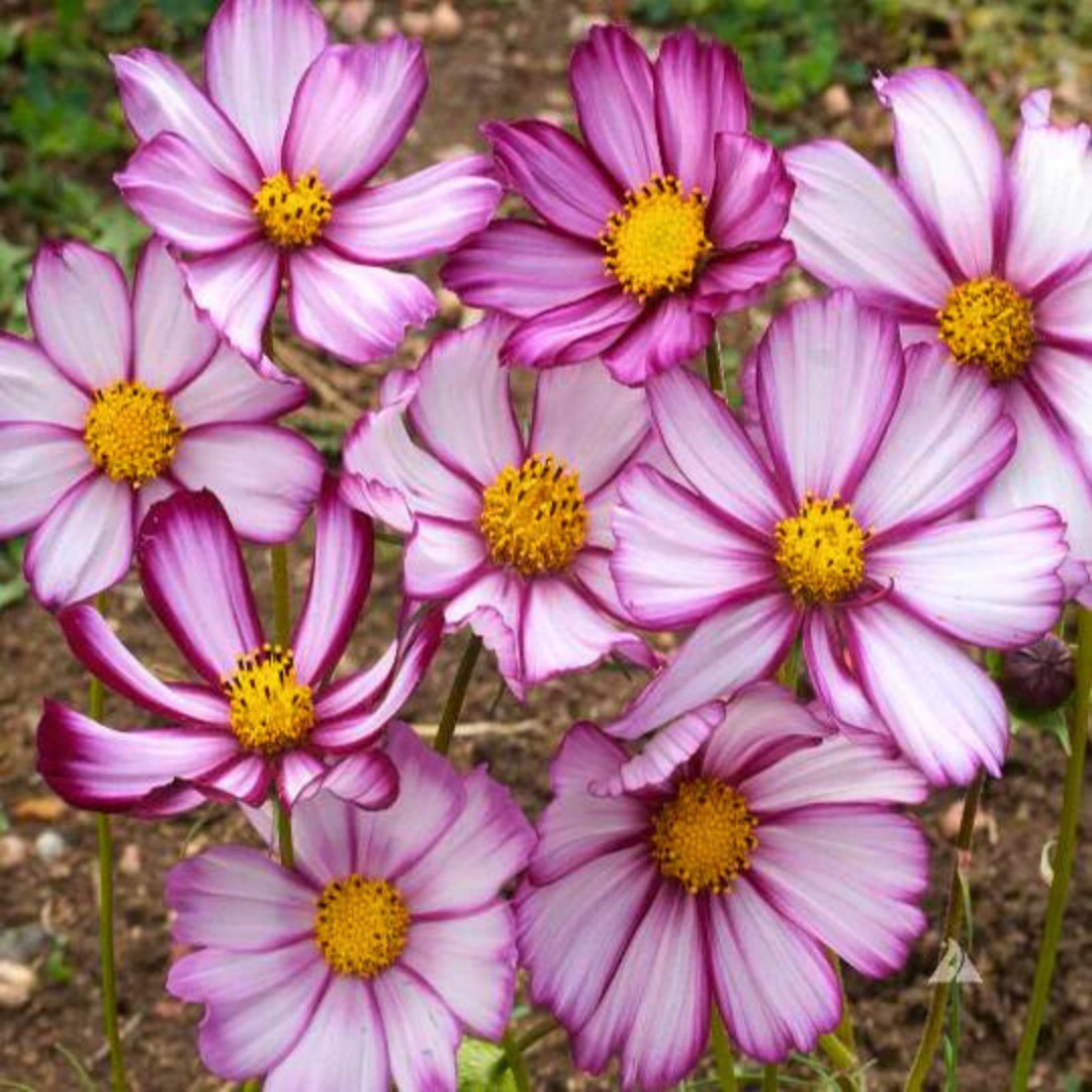 Fresh Beautiful Cosmos Seeds | Candystripe | Heirloom Non-GMO | Flower Seeds